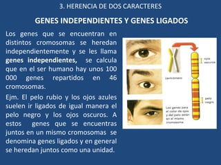3. HERENCIA DE DOS CARACTERES 
GENES INDEPENDIENTES Y GENES LIGADOS 
Los genes que se encuentran en 
distintos cromosomas se heredan 
independientemente y se les llama 
genes independientes, se calcula 
que en el ser humano hay unos 100 
000 genes repartidos en 46 
cromosomas. 
Ejm. El pelo rubio y los ojos azules 
suelen ir ligados de igual manera el 
pelo negro y los ojos oscuros. A 
estos genes que se encuentras 
juntos en un mismo cromosomas se 
denomina genes ligados y en general 
se heredan juntos como una unidad. 
 