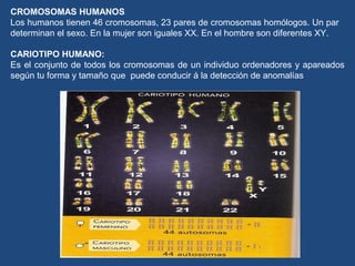 CROMOSOMAS HUMANOS 
Los humanos tienen 46 cromosomas, 23 pares de cromosomas homólogos. Un par 
determinan el sexo. En la mujer son iguales XX. En el hombre son diferentes XY. 
CARIOTIPO HUMANO: 
Es el conjunto de todos los cromosomas de un individuo ordenadores y apareados 
según tu forma y tamaño que puede conducir á la detección de anomalías 
 
