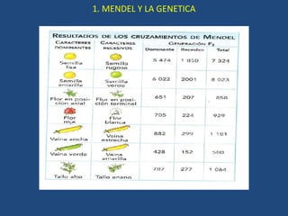 1. MENDEL Y LA GENETICA 
 