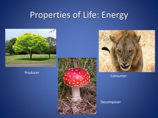 Properties of Life: Energy 
Producer 
Consumer 
Decomposer 
 