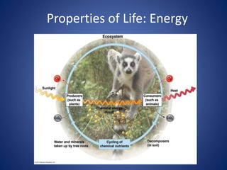 Properties of Life: Energy 
 