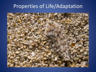 Properties of Life/Adaptation 
 