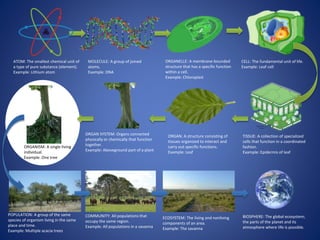 ATOM: The smallest chemical unit of 
a type of pure substance (element). 
Example: Lithium atom 
MOLECULE: A group of joined 
atoms. 
Example: DNA 
ORGANELLE: A membrane-bounded 
structure that has a specific function 
within a cell. 
Example: Chloroplast 
CELL: The fundamental unit of life. 
Example: Leaf cell 
TISSUE: A collection of specialized 
cells that function in a coordinated 
fashion. 
Example: Epidermis of leaf 
ORGAN: A structure consisting of 
tissues organized to interact and 
carry out specific functions. 
Example: Leaf 
COMMUNITY: All populations that 
occupy the same region. 
Example: All populations in a savanna 
ECOSYSTEM: The living and nonliving 
components of an area. 
Example: The savanna 
BIOSPHERE: The global ecosystem; 
the parts of the planet and its 
atmosphere where life is possible. 
ORGANISM: A single living 
individual. 
Example: One tree 
ORGAN SYSTEM: Organs connected 
physically or chemically that function 
together. 
Example: Aboveground part of a plant 
POPULATION: A group of the same 
species of organism living in the same 
place and time. 
Example: Multiple acacia trees 
 