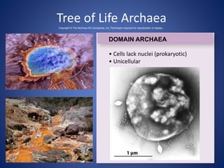 Tree of Life Archaea 
Copyright © The McGraw-Hill Companies, Inc. Permission required for reproduction or display. 
DOMAIN ARCHAEA 
• Cells lack nuclei (prokaryotic) 
• Unicellular 
 