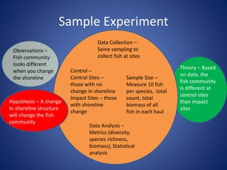 Sample Experiment 
Observations – 
Fish community 
looks different 
when you change 
the shoreline 
Hypothesis – A change 
in shoreline structure 
will change the fish 
community 
Data Collection – 
Seine sampling to 
collect fish at sites 
Sample Size – 
Measure 10 fish 
per species, total 
count, total 
biomass of all 
fish in each haul 
Control – 
Control Sites – 
those with no 
change in shoreline 
Impact Sites – those 
with shoreline 
change 
Data Analysis – 
Metrics (diversity, 
species richness, 
biomass), Statistical 
analysis 
Theory – Based 
on data, the 
fish community 
is different at 
control sites 
than impact 
sites 
 