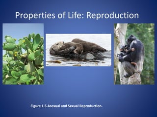Properties of Life: Reproduction 
Figure 1.5 Asexual and Sexual Reproduction. 
 