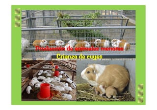 Producción de animales menoresProducción de animales menores
Crianza de cuyesCrianza de cuyesCrianza de cuyesCrianza de cuyes
 