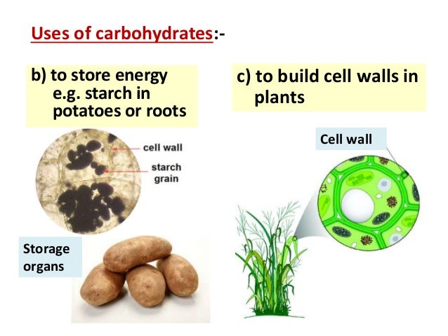 biology form 4 chapter 6 nutrition part 1 plants store energy in the form of