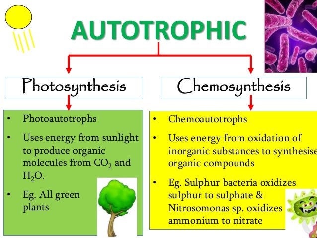 Chemosynthesis definition biology
