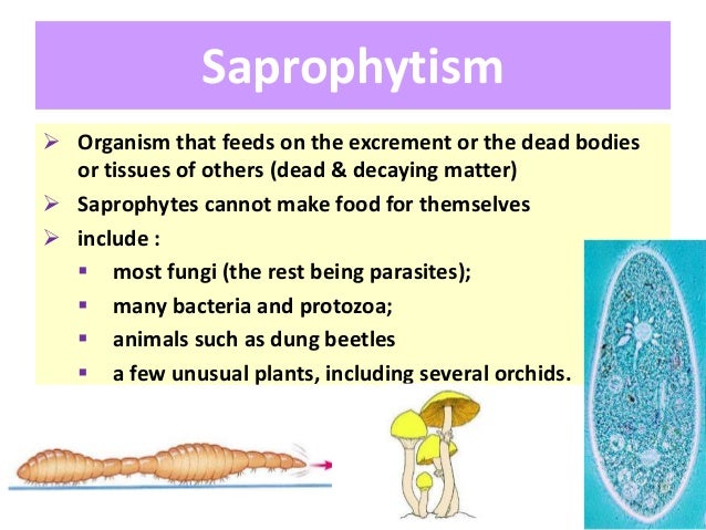 BIOLOGY FORM 4 CHAPTER 6  NUTRITION PART 1