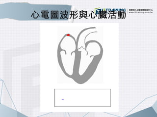 心電圖波形與心臟活動 
 