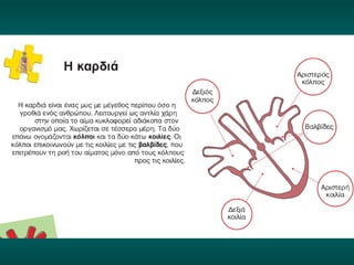 Κυκλοφορικό σύστημα (ΦΕ1)