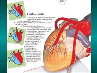 Κυκλοφορικό σύστημα (ΦΕ1)