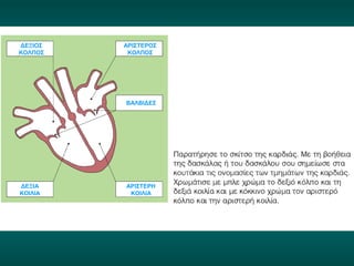 ΔΕΞΙΟΣ 
ΚΟΛΠΟΣ 
ΑΡΙΣΤΕΡΟΣ 
ΚΟΛΠΟΣ 
ΒΑΛΒΙΔΕΣ 
ΔΕΞΙΑ 
ΚΟΙΛΙΑ 
ΑΡΙΣΤΕΡΗ 
ΚΟΙΛΙΑ 
 