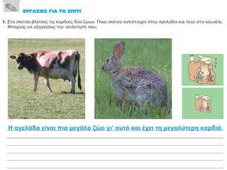 Η αγελάδα είναι πιο μεγάλο ζώο γι’ αυτό και έχει τη μεγαλύτερη καρδιά. 
 