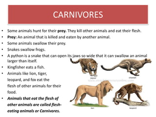 CARNIVORES 
• Some animals hunt for their prey. They kill other animals and eat their flesh. 
• Prey: An animal that is killed and eaten by another animal. 
• Some animals swallow their prey. 
• Snakes swallow frogs. 
• A python is a snake that can open its jaws so wide that it can swallow an animal 
larger than itself. 
• Kingfisher eats a fish. 
• Animals like lion, tiger, 
leopard, and fox eat the 
flesh of other animals for their 
food. 
• Animals that eat the flesh of 
other animals are called flesh-eating 
animals or Carnivores. 
 