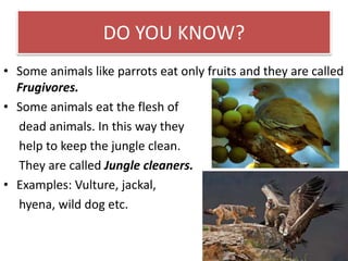 DO YOU KNOW? 
• Some animals like parrots eat only fruits and they are called 
Frugivores. 
• Some animals eat the flesh of 
dead animals. In this way they 
help to keep the jungle clean. 
They are called Jungle cleaners. 
• Examples: Vulture, jackal, 
hyena, wild dog etc. 
 