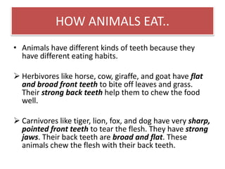 HOW ANIMALS EAT.. 
• Animals have different kinds of teeth because they 
have different eating habits. 
 Herbivores like horse, cow, giraffe, and goat have flat 
and broad front teeth to bite off leaves and grass. 
Their strong back teeth help them to chew the food 
well. 
 Carnivores like tiger, lion, fox, and dog have very sharp, 
pointed front teeth to tear the flesh. They have strong 
jaws. Their back teeth are broad and flat. These 
animals chew the flesh with their back teeth. 
 