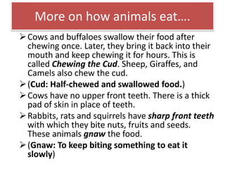 More on how animals eat…. 
Cows and buffaloes swallow their food after 
chewing once. Later, they bring it back into their 
mouth and keep chewing it for hours. This is 
called Chewing the Cud. Sheep, Giraffes, and 
Camels also chew the cud. 
 (Cud: Half-chewed and swallowed food.) 
Cows have no upper front teeth. There is a thick 
pad of skin in place of teeth. 
Rabbits, rats and squirrels have sharp front teeth 
with which they bite nuts, fruits and seeds. 
These animals gnaw the food. 
 (Gnaw: To keep biting something to eat it 
slowly) 
 