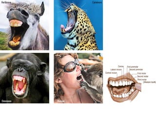 Animal Teeth 
 