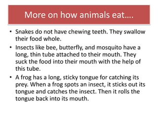 More on how animals eat…. 
• Snakes do not have chewing teeth. They swallow 
their food whole. 
• Insects like bee, butterfly, and mosquito have a 
long, thin tube attached to their mouth. They 
suck the food into their mouth with the help of 
this tube. 
• A frog has a long, sticky tongue for catching its 
prey. When a frog spots an insect, it sticks out its 
tongue and catches the insect. Then it rolls the 
tongue back into its mouth. 
 