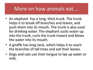 More on how animals eat…. 
• An elephant has a long, thick trunk. The trunk 
helps it to break off branches and leaves, and 
push them into its mouth. The trunk is also used 
for drinking water. The elephant sucks water up 
into the trunk, curls the trunk inward and blows 
the water into its mouth. 
• A giraffe has long neck, which helps it to reach 
the branches of tall trees and eat their leaves. 
• Dogs and cats use their tongue to lap up water or 
milk. 
 