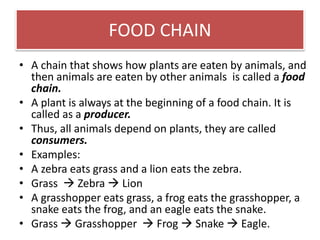 FOOD CHAIN 
• A chain that shows how plants are eaten by animals, and 
then animals are eaten by other animals is called a food 
chain. 
• A plant is always at the beginning of a food chain. It is 
called as a producer. 
• Thus, all animals depend on plants, they are called 
consumers. 
• Examples: 
• A zebra eats grass and a lion eats the zebra. 
• Grass  Zebra  Lion 
• A grasshopper eats grass, a frog eats the grasshopper, a 
snake eats the frog, and an eagle eats the snake. 
• Grass  Grasshopper  Frog  Snake  Eagle. 
 