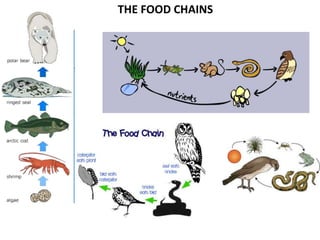 THE FOOD CHAINS 
 