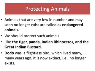 Protecting Animals 
• Animals that are very few in number and may 
soon no longer exist are called as endangered 
animals. 
• We should protect such animals. 
• Like the tiger, panda, Indian Rhinoceros, and the 
Great Indian Bustard. 
• Dodo was a flightless bird, which lived many, 
many years ago. It is now extinct, i.e., no longer 
exists. 
 