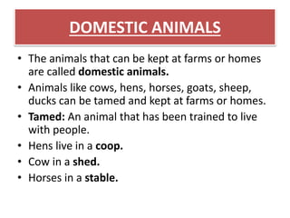 DOMESTIC ANIMALS 
• The animals that can be kept at farms or homes 
are called domestic animals. 
• Animals like cows, hens, horses, goats, sheep, 
ducks can be tamed and kept at farms or homes. 
• Tamed: An animal that has been trained to live 
with people. 
• Hens live in a coop. 
• Cow in a shed. 
• Horses in a stable. 
 