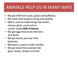 ANIMALS HELP US IN MANY WAYS 
• We get milk from cows, goats and buffaloes. 
• We need milk to grow strong and healthy. 
• Milk is used to make things like butter, 
cheese, ghee, curd and ice 
cream–called Milk Products. 
• We get eggs from birds like hens 
and ducks. 
• We get honey and wax from 
beehives. 
• Beeswax is used to make candles. 
• We get meat from animals like 
goat, sheep, chicken and fish. 
 