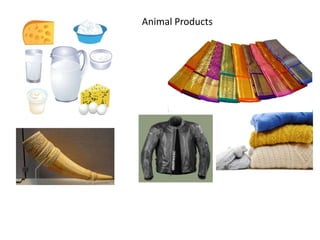 Animal Products 
 