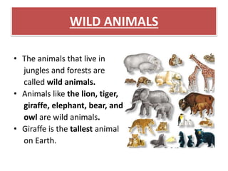 WILD ANIMALS 
• The animals that live in 
jungles and forests are 
called wild animals. 
• Animals like the lion, tiger, 
giraffe, elephant, bear, and 
owl are wild animals. 
• Giraffe is the tallest animal 
on Earth. 
 