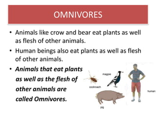OMNIVORES 
• Animals like crow and bear eat plants as well 
as flesh of other animals. 
• Human beings also eat plants as well as flesh 
of other animals. 
• Animals that eat plants 
as well as the flesh of 
other animals are 
called Omnivores. 
 