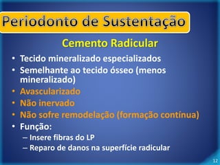12 
Cemento Radicular 
• Tecido mineralizado especializados 
• Semelhante ao tecido ósseo (menos 
mineralizado) 
• Avascularizado 
• Não inervado 
• Não sofre remodelação (formação contínua) 
• Função: 
– Insere fibras do LP 
– Reparo de danos na superfície radicular 
 