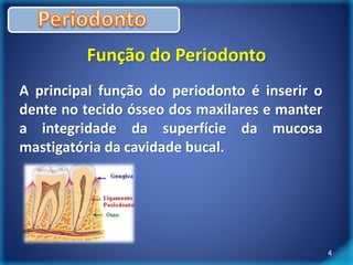 Função do Periodonto 
A principal função do periodonto é inserir o 
dente no tecido ósseo dos maxilares e manter 
a integridade da superfície da mucosa 
mastigatória da cavidade bucal. 
4 
 