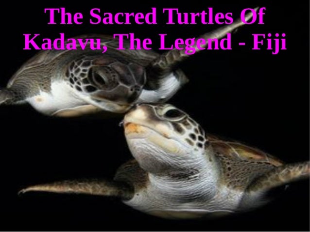 The Sacred Turtles Of Kadavu Activities The Sacred Turtles of Kadavu