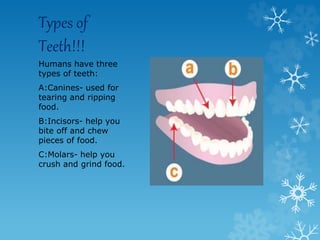 Types of
Teeth!!!
Humans have three
types of teeth:
A:Canines- used for
tearing and ripping
food.
B:Incisors- help you
bite off and chew
pieces of food.
C:Molars- help you
crush and grind food.