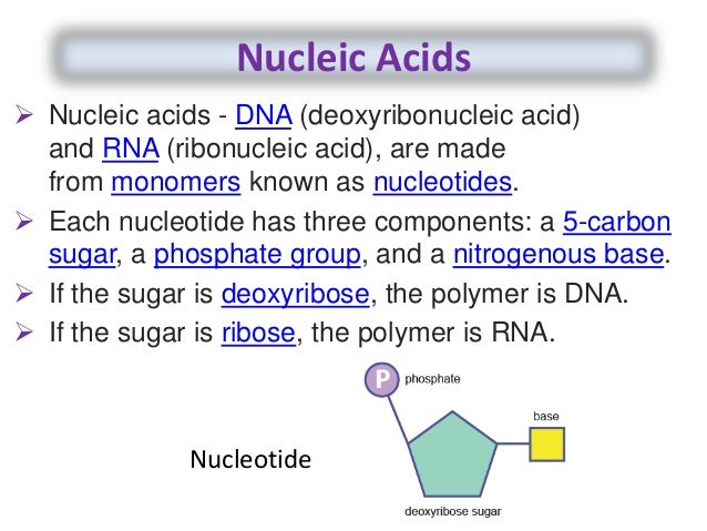nucleic acid elements nucleic acid elements