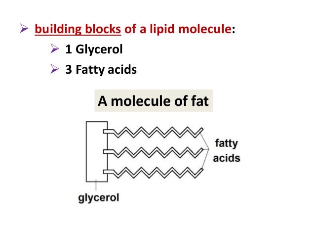 What Is The Building Block Of A Lipid What Is The Building Block Of A Lipid