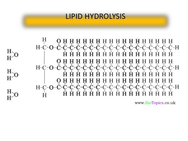 lipid hydrolysis