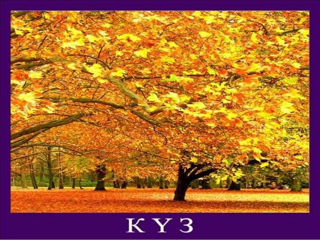 куз көрінісі (1)