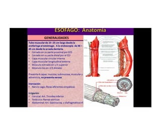 1.  trastornos  motores de esogago - acalasia
