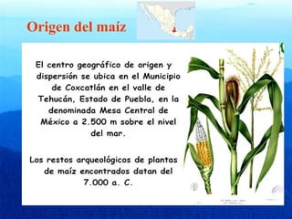 Origen del maíz 
El cultivo del maíz tuvo su origen, con toda 
probabilidad, en América Central, especialmente en 
México, de donde se difundió hacia el norte hasta el 
Canadá y hacia el sur hasta la Argentina 
Excavaciones geológicas y arqueológicas y 
dataciones por el método del Carbono 14 indican que 
uno de los tipos de maíz primitivo era consumido en 
México hace 7.000 años. 
 