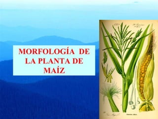 MORFOLOGÍA DE 
LA PLANTA DE 
MAÍZ 
 