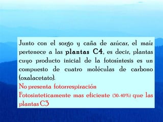 Junto con el sorgo y caña de azúcar, el maíz 
pertenece a las plantas C4, es decir, plantas 
cuyo producto inicial de la fotosíntesis es un 
compuesto de cuatro moléculas de carbono 
(oxalacetato). 
No presenta fotorrespiración 
Fotosinteticamente mas eficiente (30-40%) que las 
plantas C3 
 