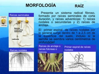 MORFOLOGÍA 
RAÍZ 
Presenta un sistema radical fibroso, 
formado por raíces seminales de corta 
duración, y raíces adventicias: 1) raíces 
nodales o secundarias y 2) raíces de 
anclaje. 
El primer espiral de raíces nodales por 
lo general surge dentro de 1 a 2,5 cm de 
la superficie del suelo, incluso si la 
semilla se siembra varios centímetros de 
profundidad 
Raíces seminales 
Raíces 
seminales 
laterales 
radícula 
Raíces nodales 
Raíces de anclaje o 
raíces fúlcreas o 
zancos 
Primer espiral de raíces 
nodales 
 