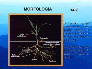 MORFOLOGÍA 
RAÍZ 
EEll pprriimmeerr ggrruuppoo 
((vveerrttiicciilloo)) ddee rraaíícceess 
nnooddaalleess eemmppiieezzaa llaa 
eelloonnggaacciióónn ddeessddee eell 
pprriimmeerr nnuuddoo dduurraannttee 
llaa eettaappaa VV11.. 
EEss ssiisstteemmaa ddee rraaíícceess 
nnooddaalleess ccrreeccee ddeessddee llaa 
eettaappaa VV11 hhaassttaa llaa 
eettaappaa RR·
 