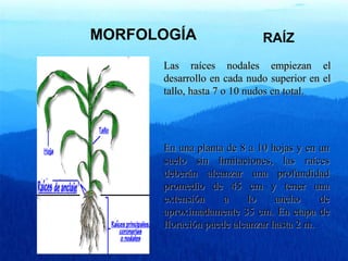 MORFOLOGÍA 
RAÍZ 
LLaass rraaíícceess nnooddaalleess eemmppiieezzaann eell 
ddeessaarrrroolllloo eenn ccaaddaa nnuuddoo ssuuppeerriioorr eenn eell 
ttaalllloo,, hhaassttaa 77 oo 1100 nnuuddooss eenn ttoottaall.. 
En una planta ddee 88 aa 1100 hhoojjaass yy eenn uunn 
ssuueelloo ssiinn lliimmiittaacciioonneess,, llaass rraaíícceess 
ddeebbeerráánn aallccaannzzaarr uunnaa pprrooffuunnddiiddaadd 
pprroommeeddiioo ddee 4455 ccmm yy tteenneerr uunnaa 
eexxtteennssiióónn aa lloo aanncchhoo ddee 
aapprrooxxiimmaaddaammeennttee 3355 ccmm.. EEnn eettaappaa ddee 
fflloorraacciióónn ppuueeddee aallccaannzzaarr hhaassttaa 22 mm.. 
 