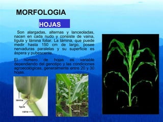 MORFOLOGIA 
HOJAS 
Son alargadas, alternas y lanceoladas, 
nacen en cada nudo y consiste de vaina, 
lígula y lámina foliar. La lámina, que puede 
medir hasta 150 cm de largo, posee 
nervaduras paralelas y su superficie es 
áspera y pubescente. 
El número de hojas es variable 
dependiendo del genotipo y las condiciones 
agroecológicas, generalmente entre 20 y 30 
hojas. 
 